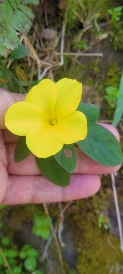 Reinwardtia indica flower
