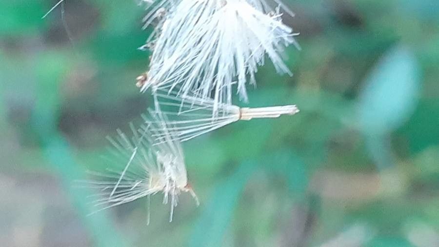 Hieracium prenanthoides fruit