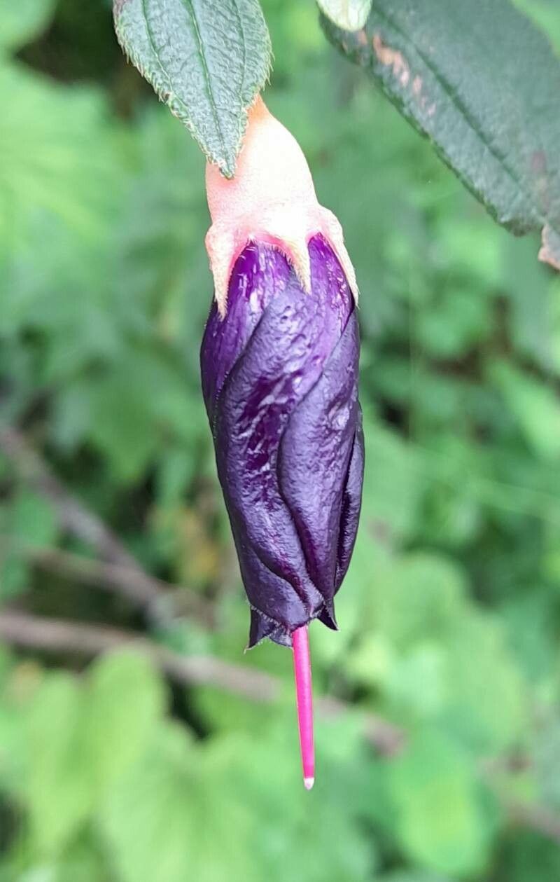 Brachyotum microdon flower
