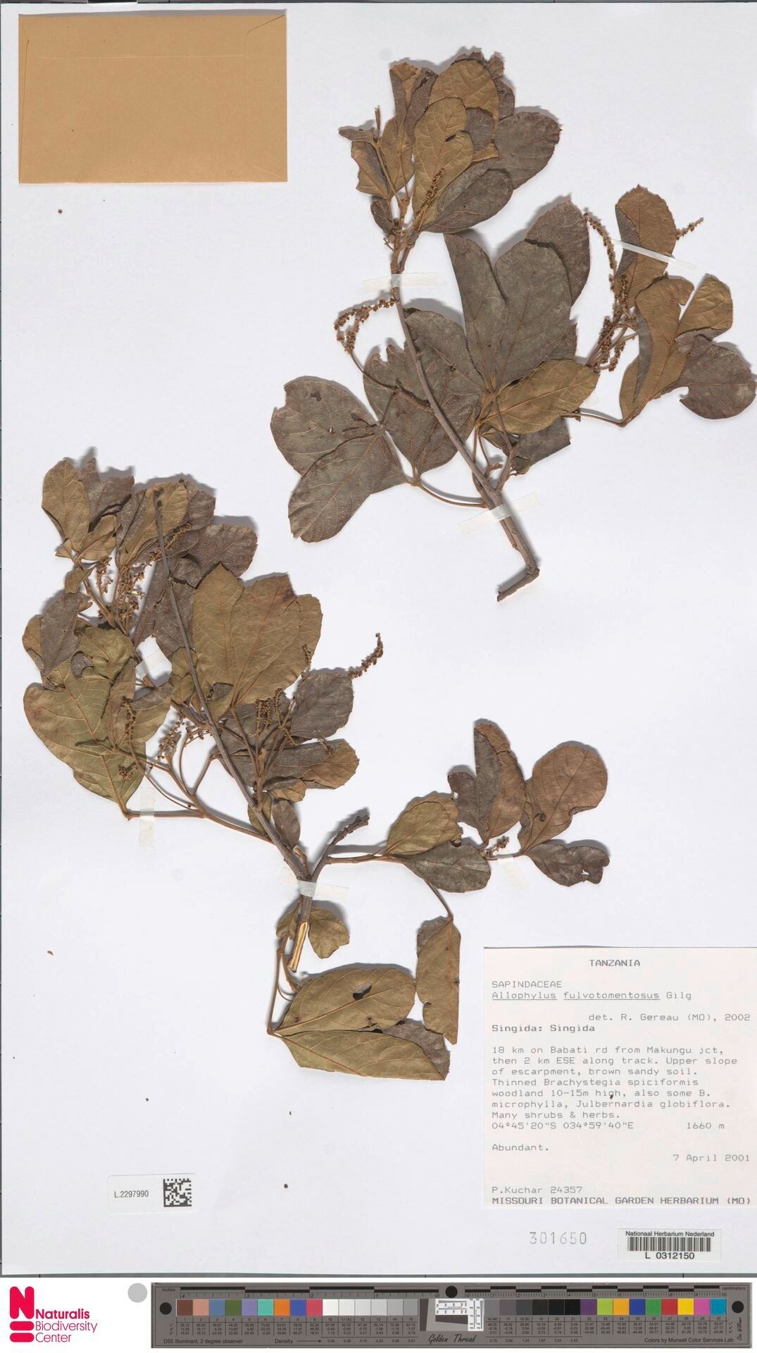 Allophylus fulvotomentosus — houseplant care guide