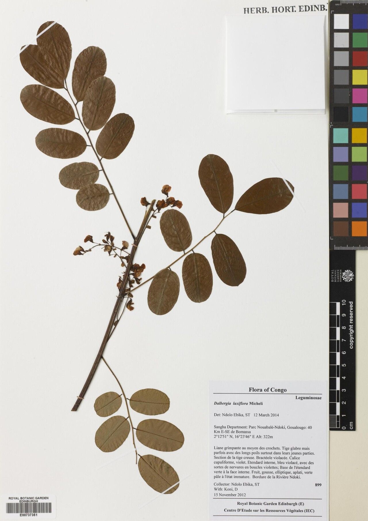 Dalbergia laxiflora — houseplant care guide