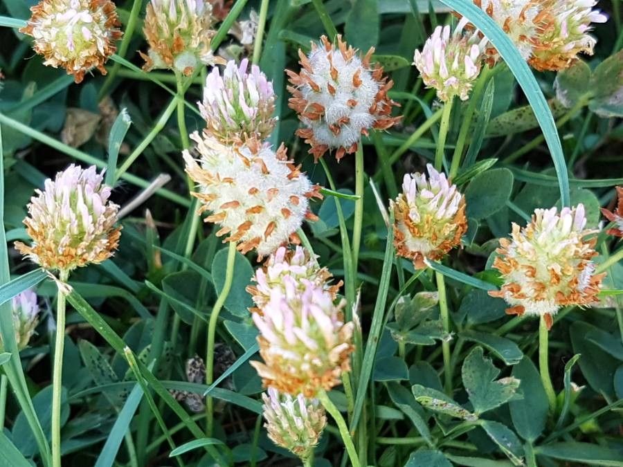 Trifolium fragiferum flower