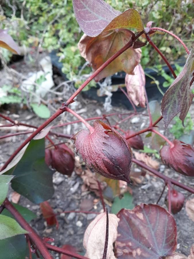 Gossypium hirsutum fruit