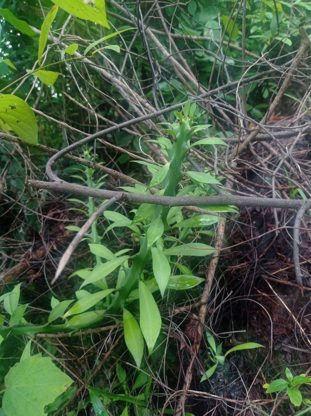 Euphorbia cattimandoo leaf