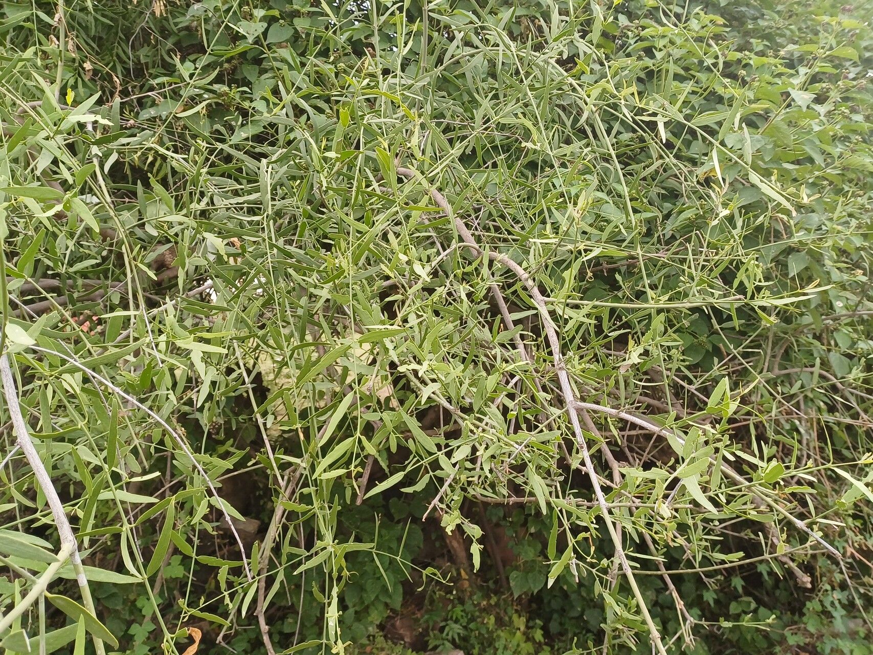 Salvadora australis leaf