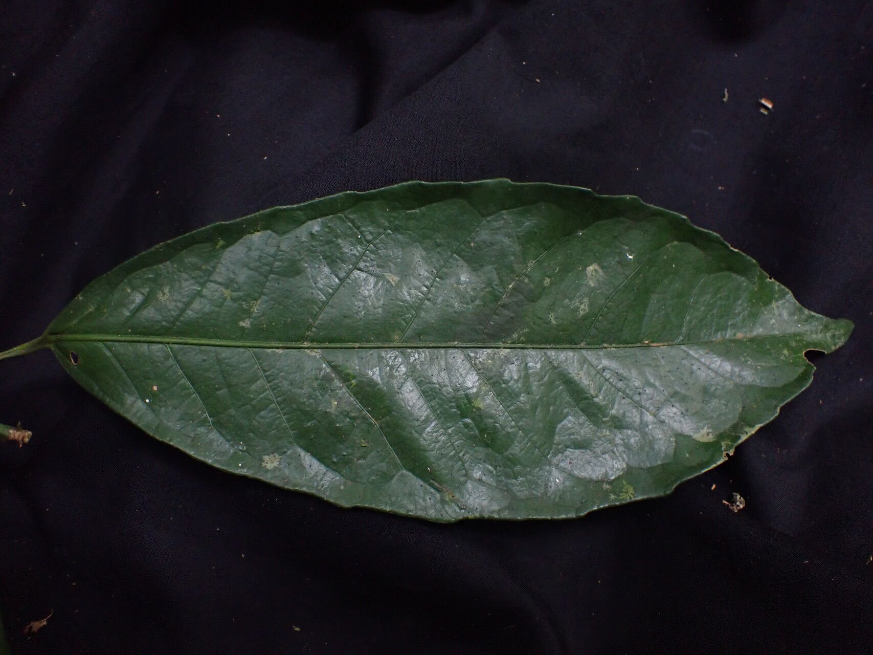 Rinorea oblongifolia other