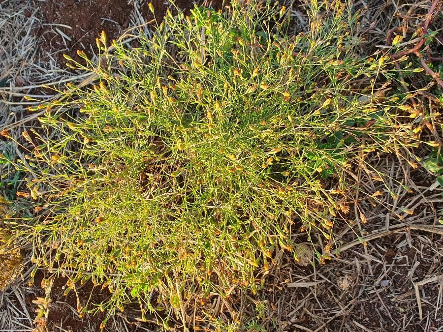 Schkuhria pinnata habit