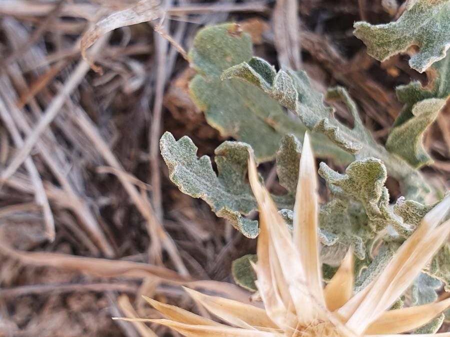 Volutaria boranensis leaf