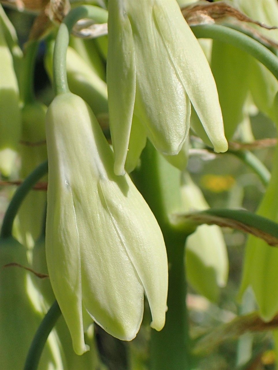 Ornithogalum candicans fruit