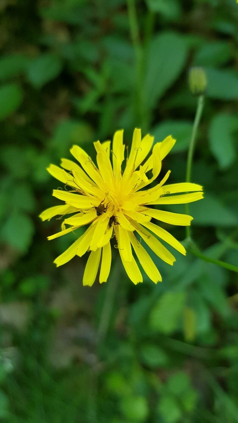 Crepis paludosa flower