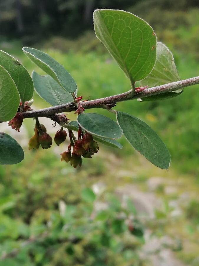 Cotoneaster integerrimus flower