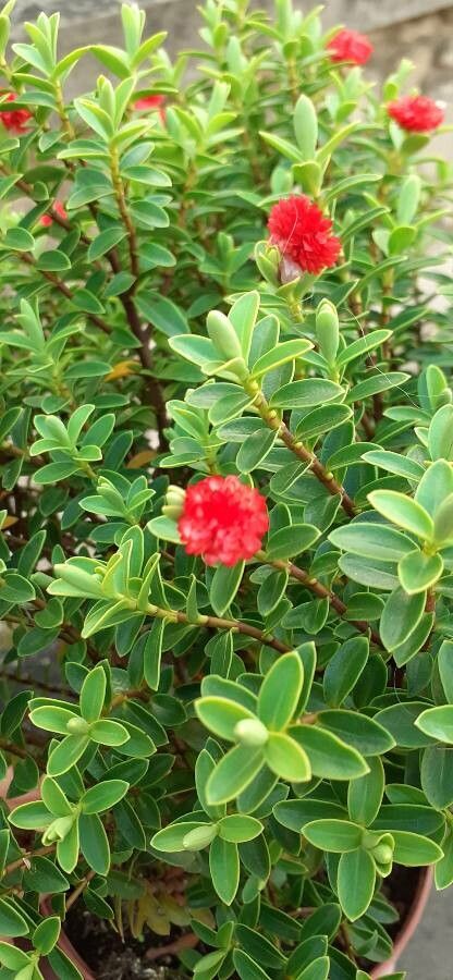 Euphorbia pyrenaica — houseplant care guide