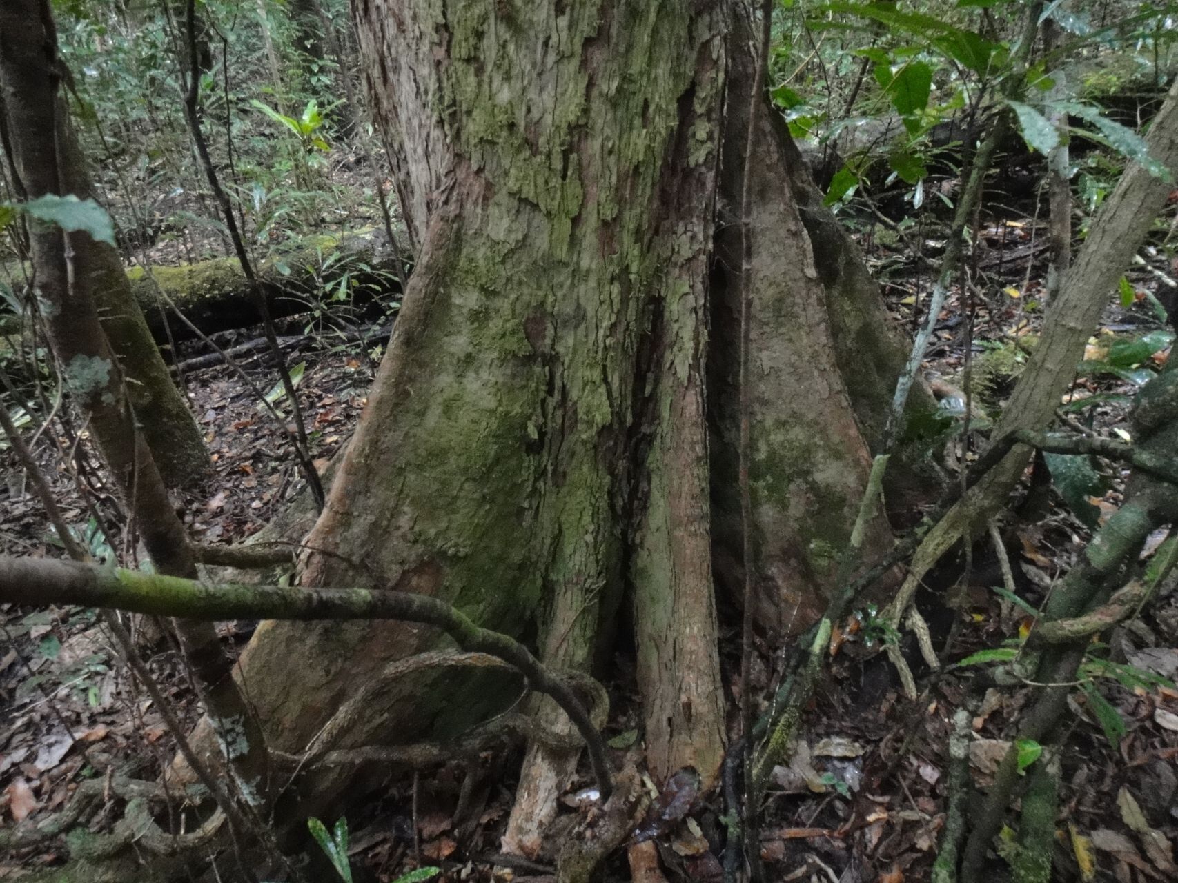 Syzygium aoupinianum bark