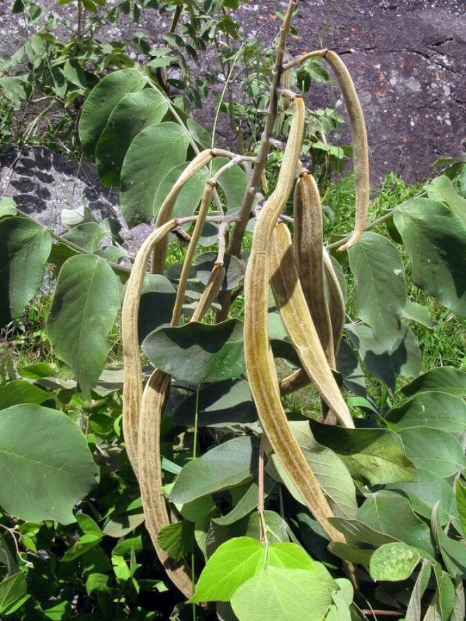 Markhamia obtusifolia fruit