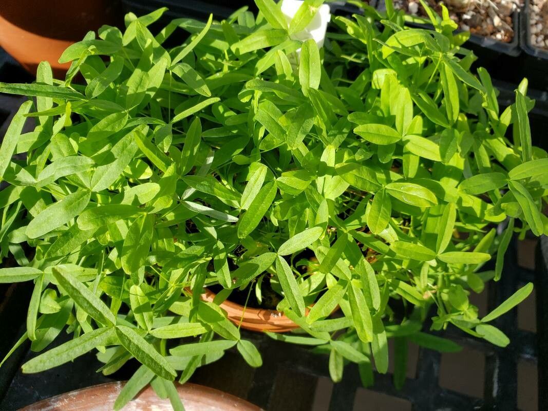 Oxalis gracilis — houseplant care guide
