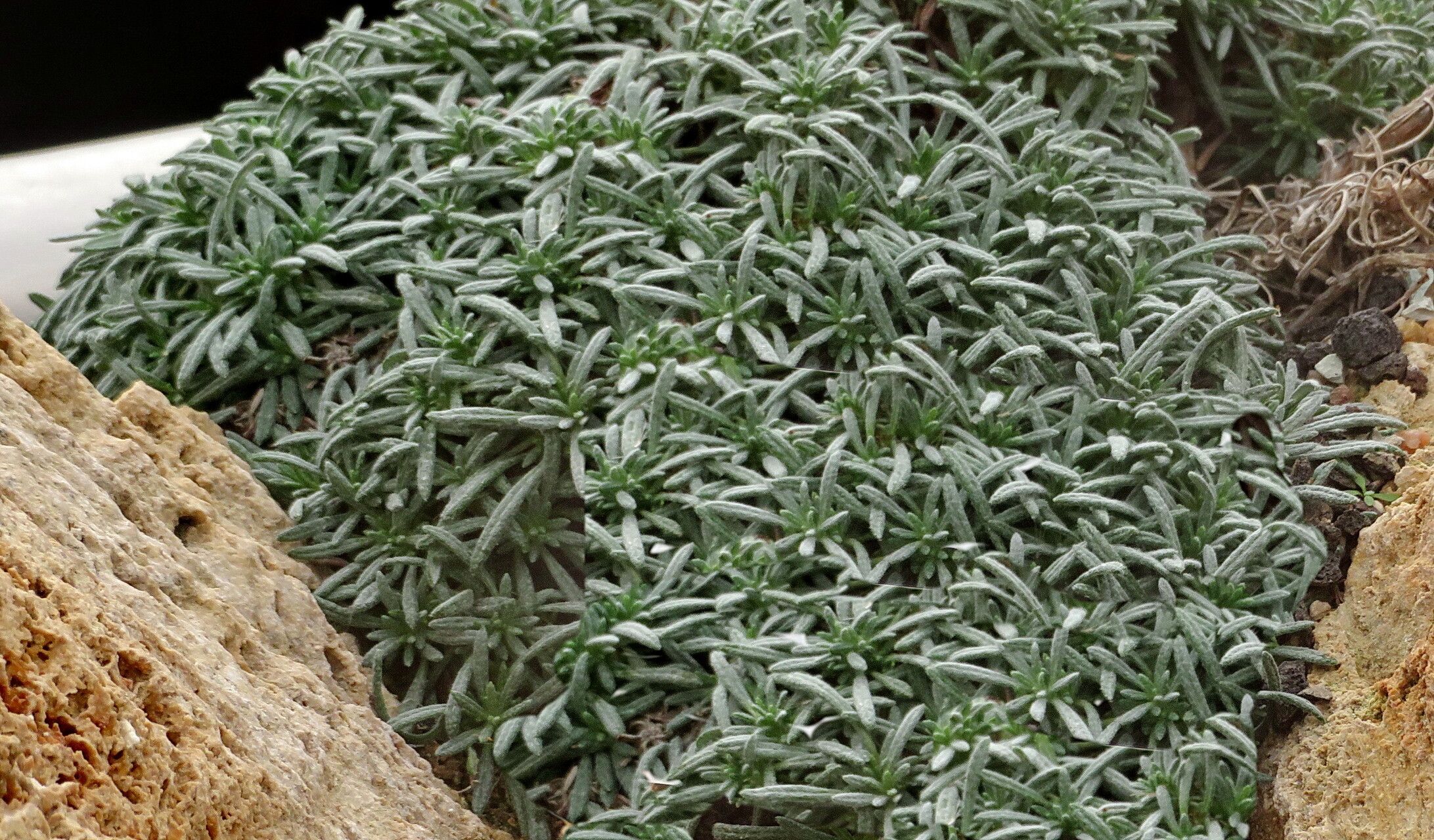 Phagnalon bicolor habit