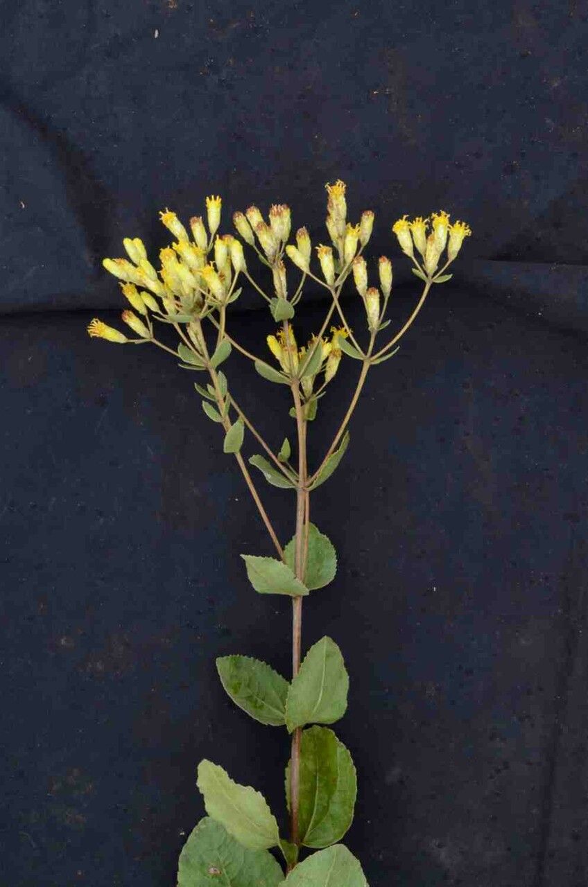 Calea fruticosa leaf