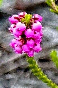 Erica pulchella — search result for 'Erica'