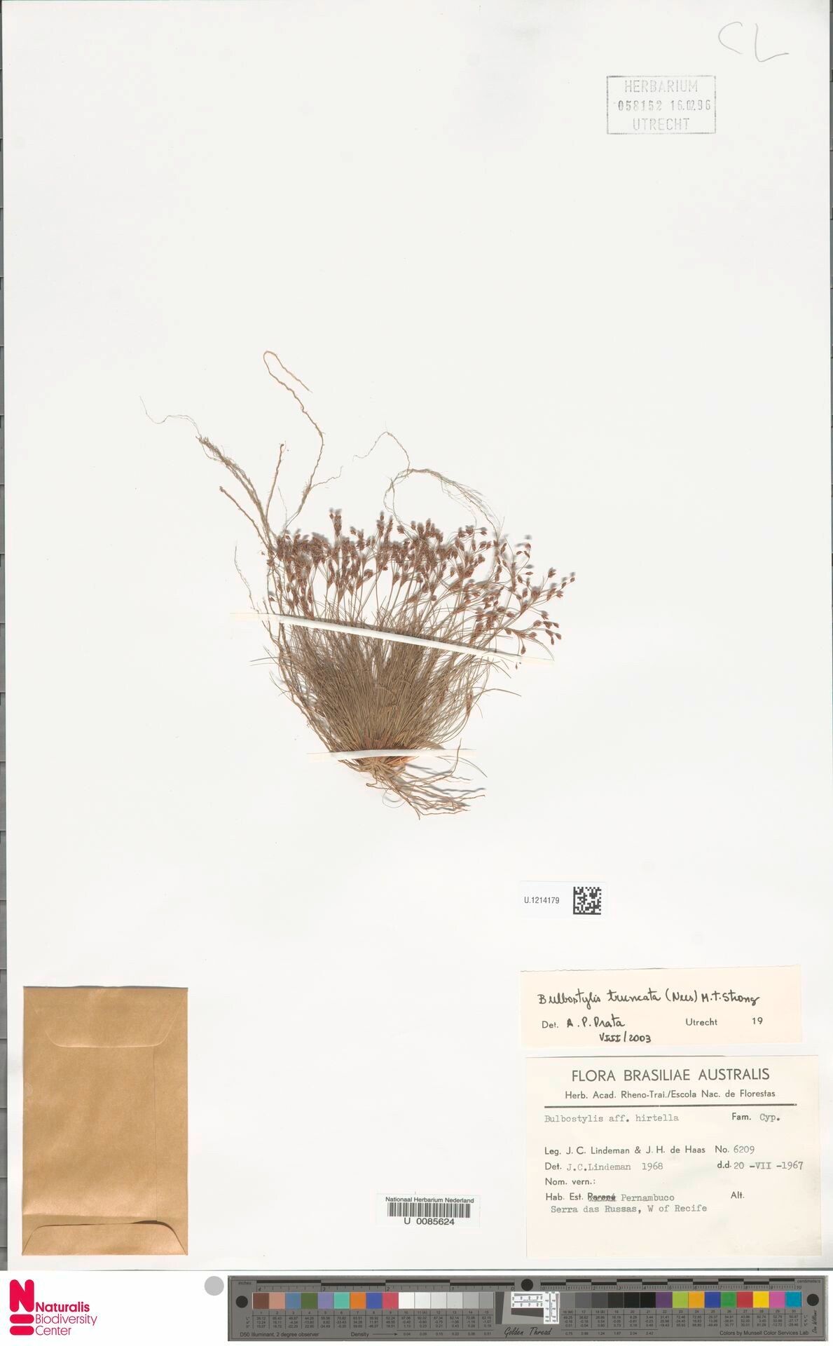 Bulbostylis truncata fruit