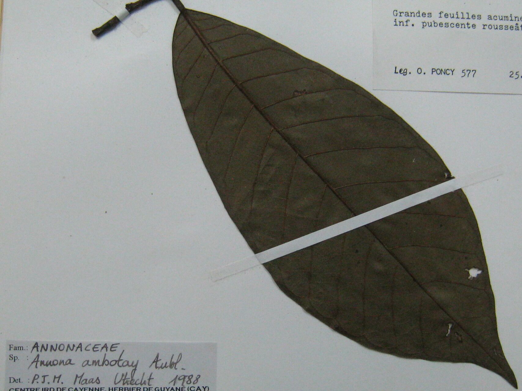 Annona ambotay other