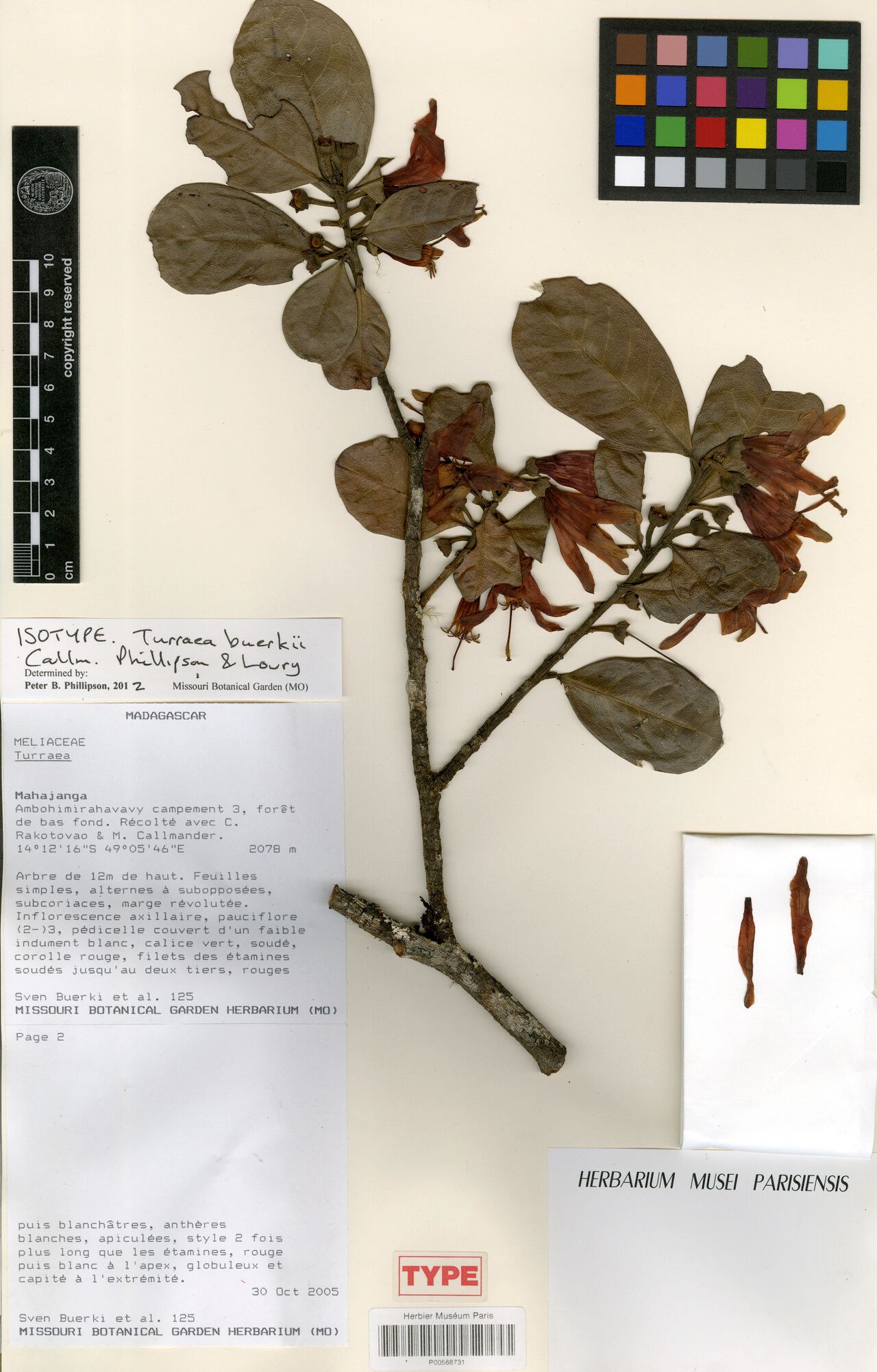 Turraea buerkii — related species from the same genus