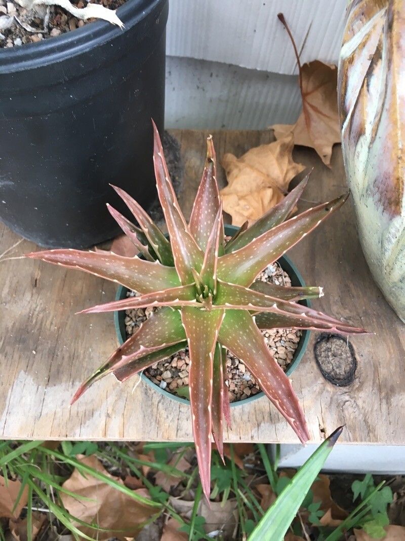 Aloe dorotheae — search result for 'Aloe'