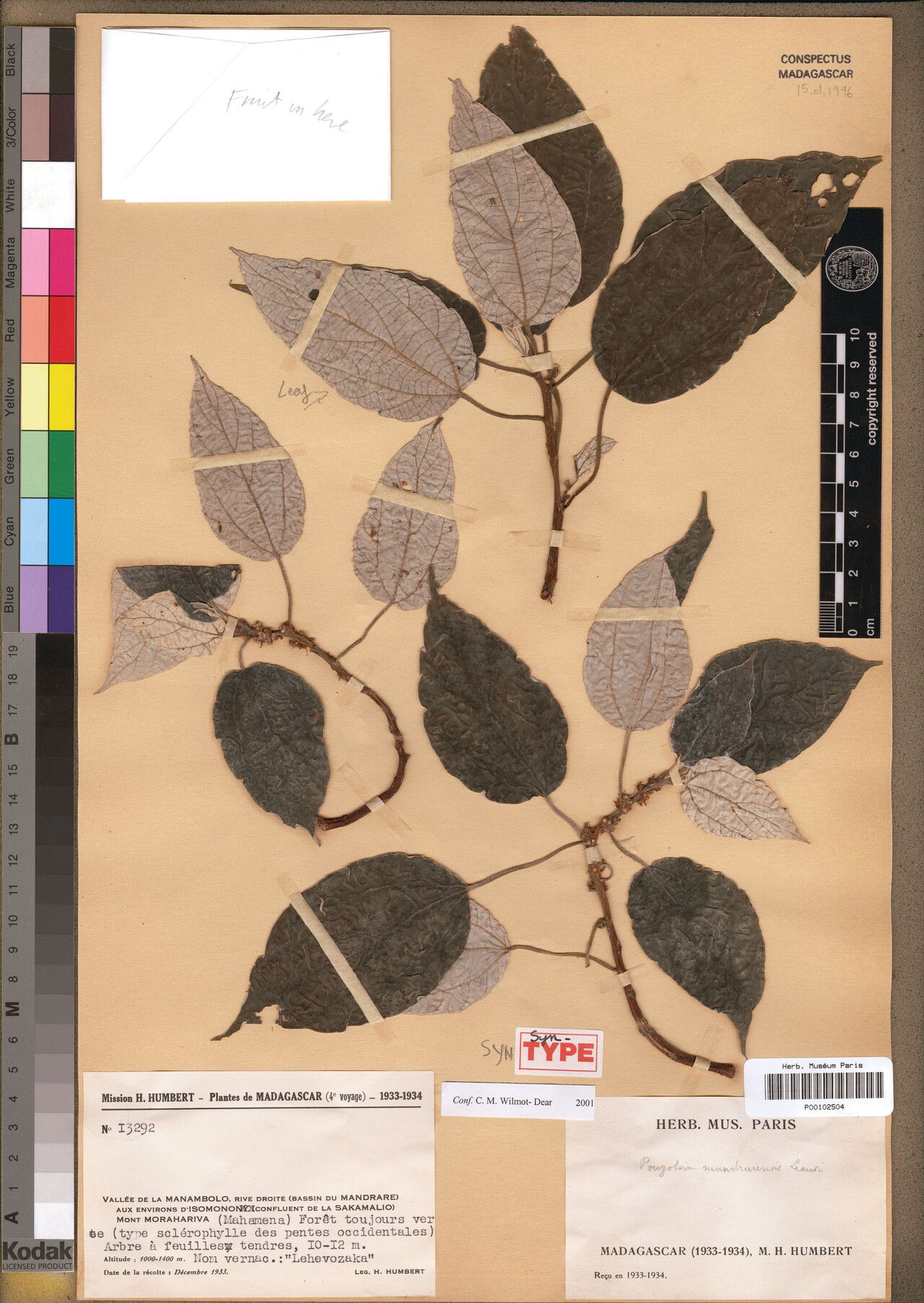 Pouzolzia mandrarensis — houseplant care guide