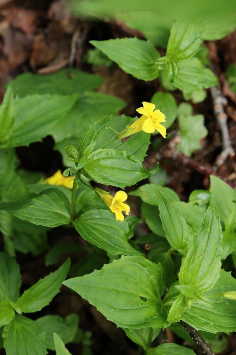 Erythranthe sessilifolia flower