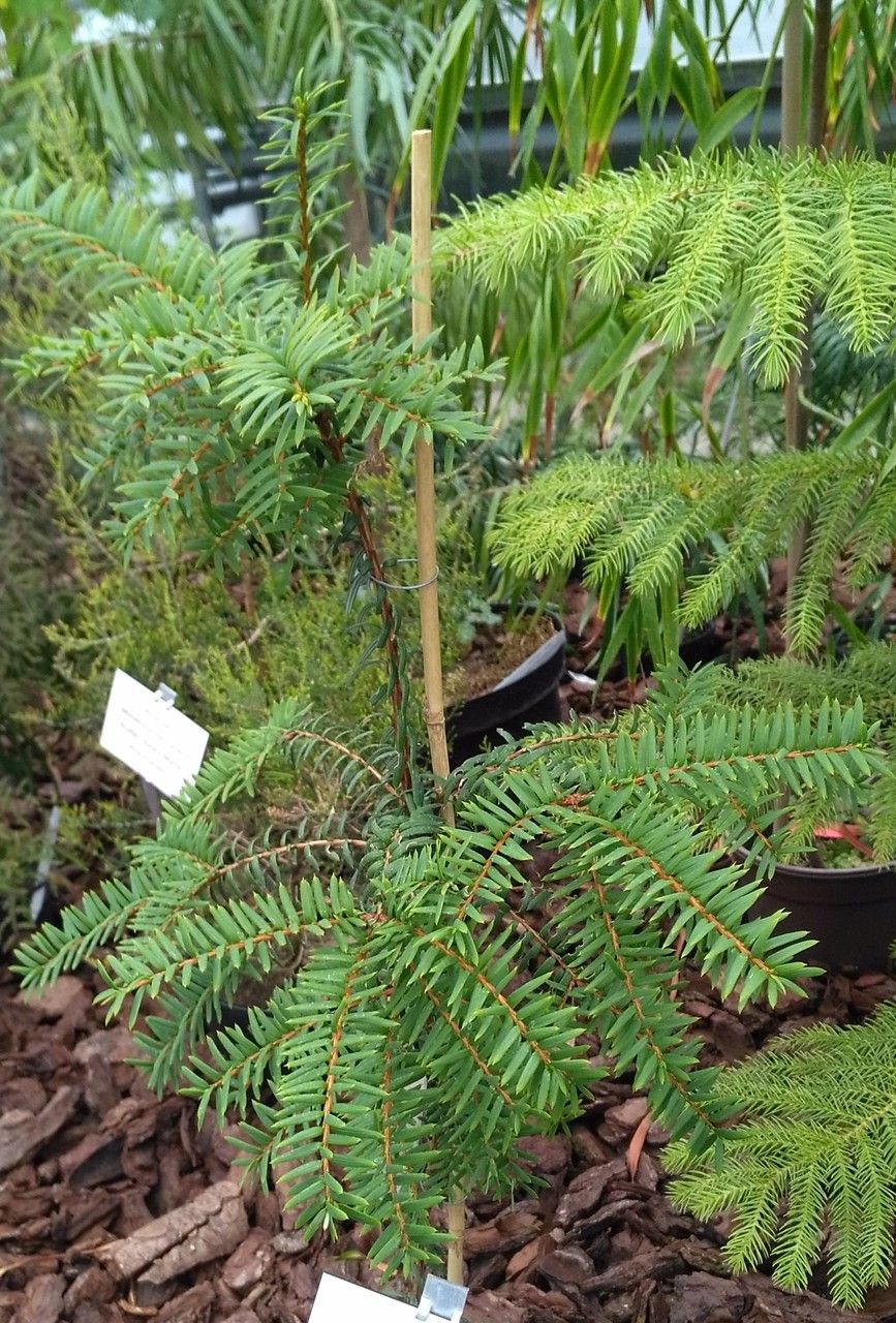 Pseudotaxus chienii habit