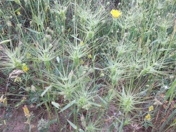 Aegilops ovata flower
