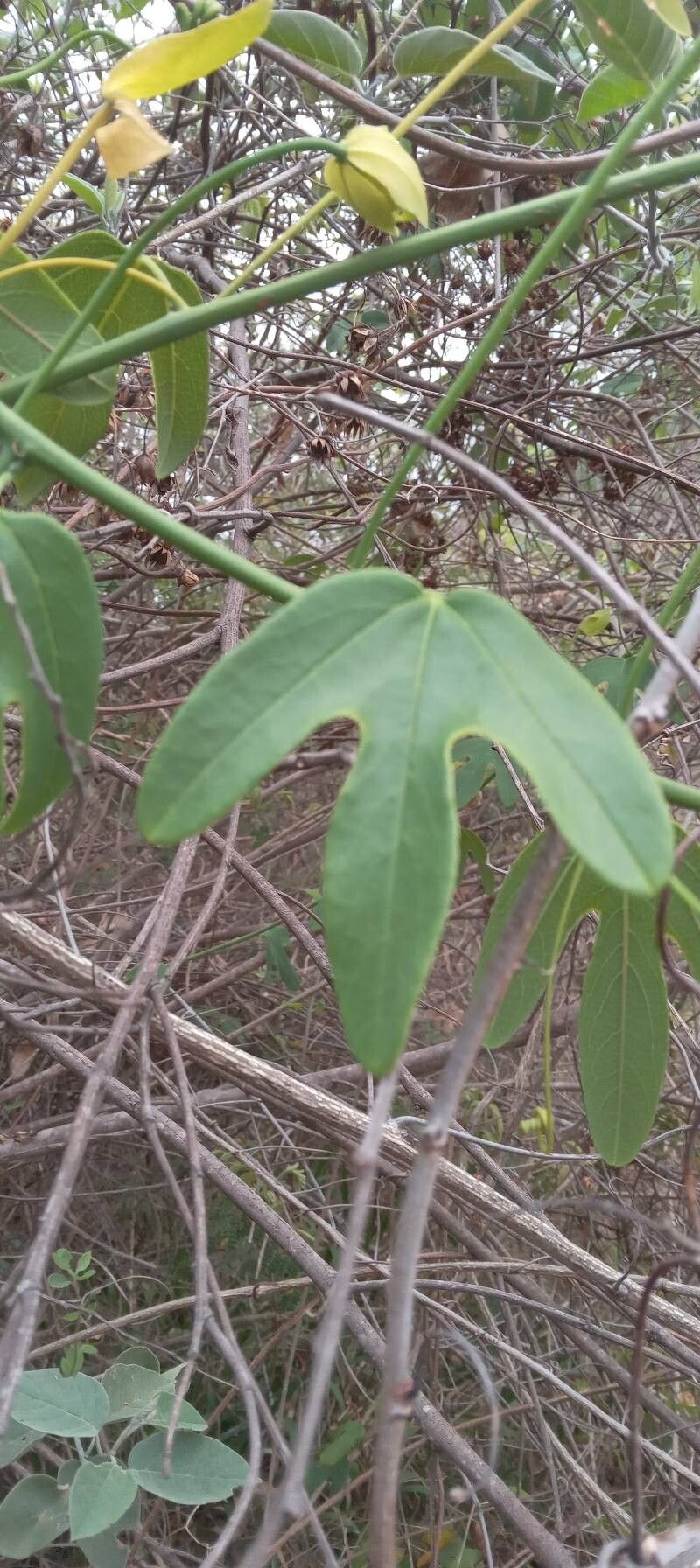 Passiflora setacea — houseplant care guide