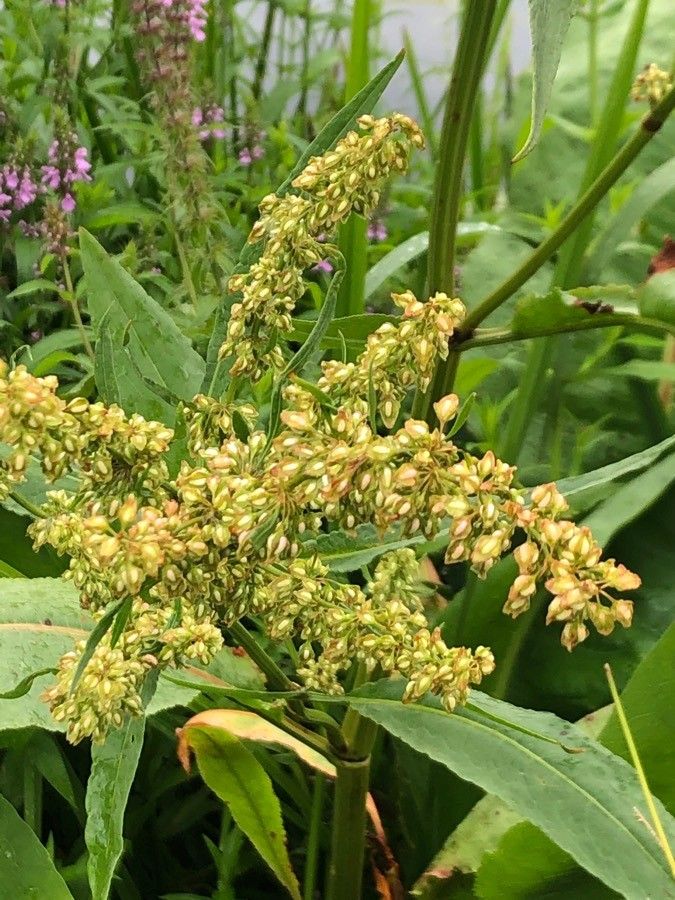 Rumex hydrolapathum fruit