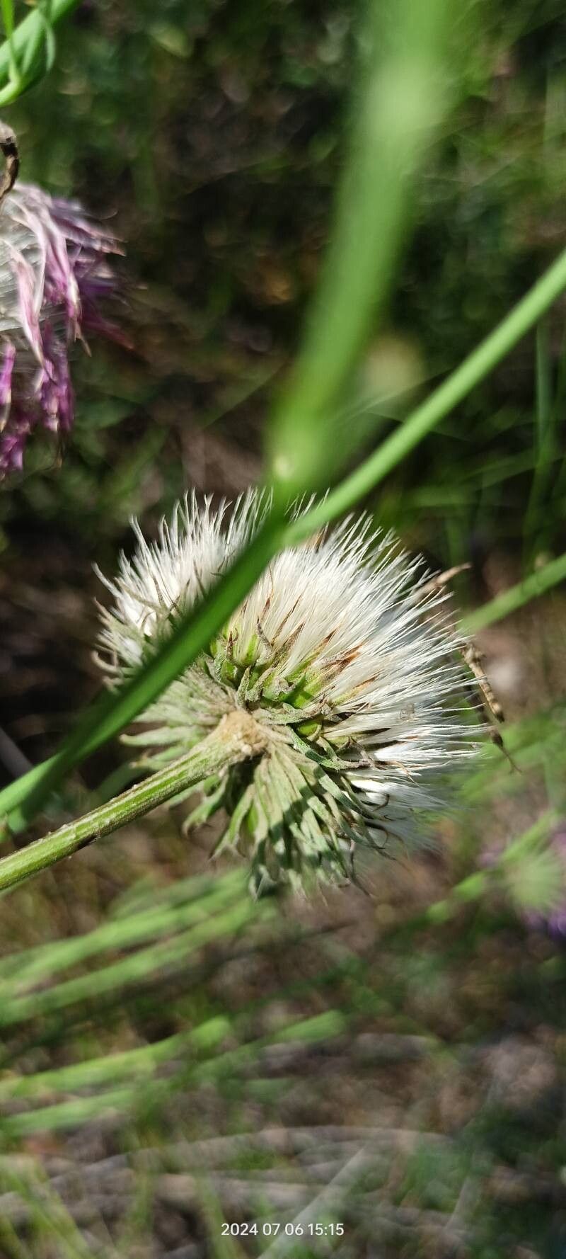 Jurinea cyanoides fruit
