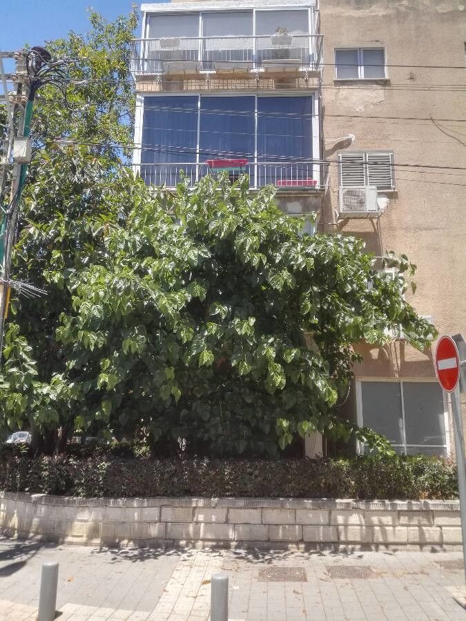 Morus macroura habit