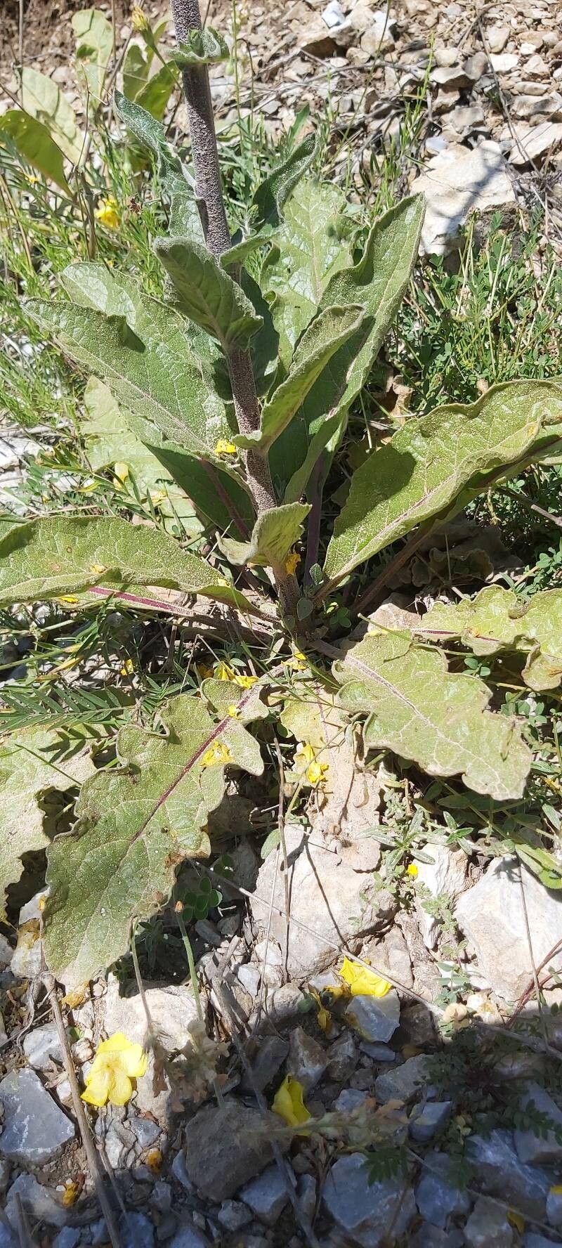 Verbascum nobile — search result for 'Verbascum'