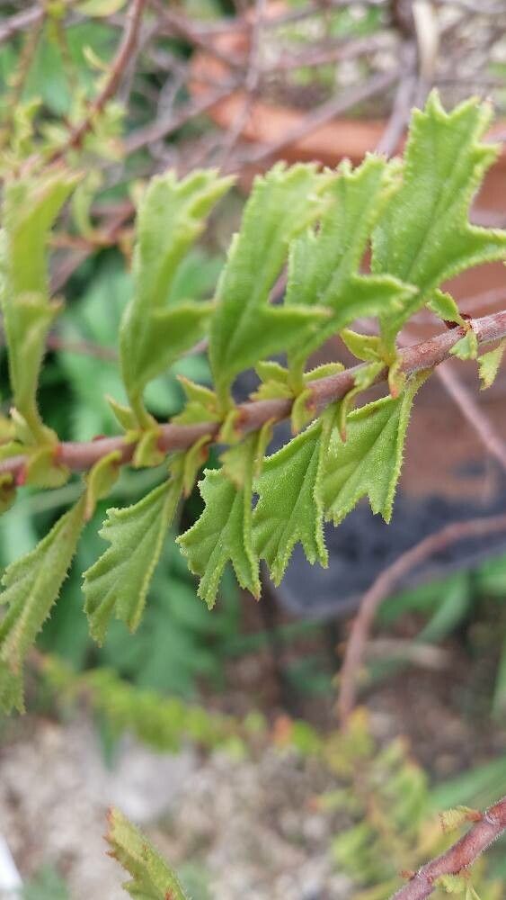 Pelargonium hermanniifolium — houseplant care guide