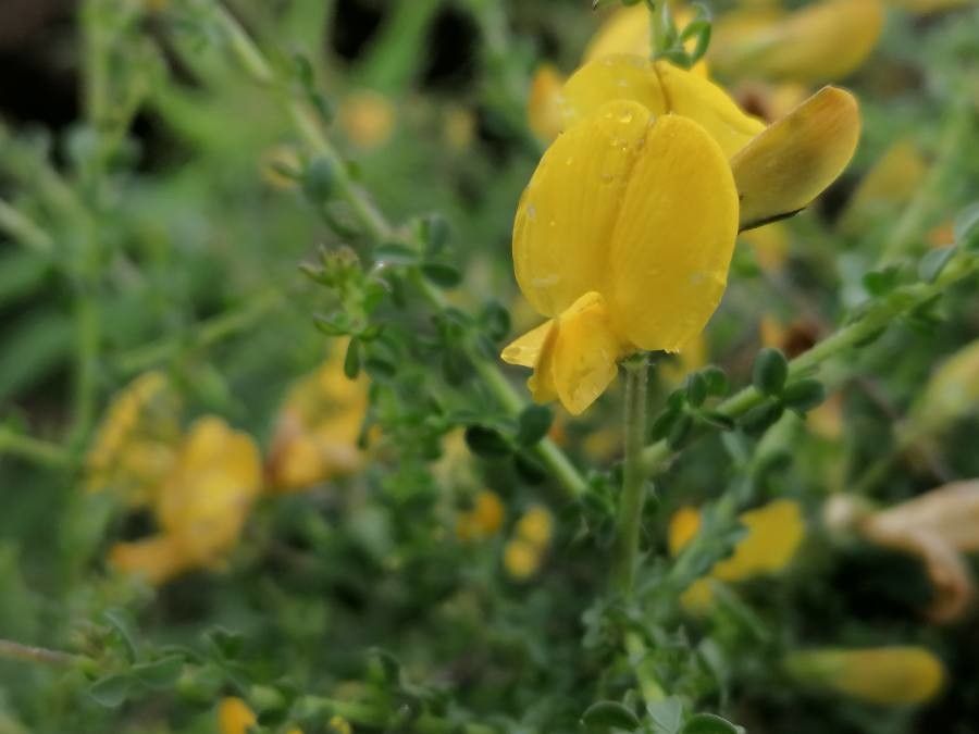 Adenocarpus telonensis flower