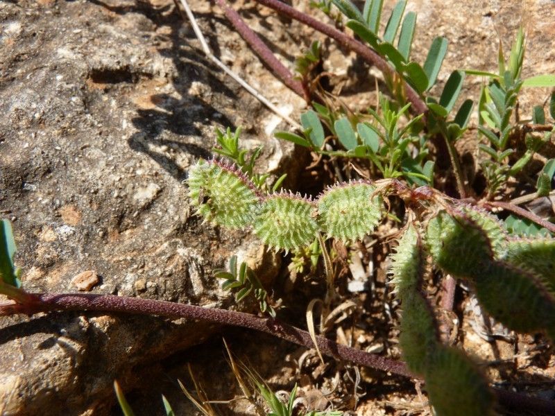 Sulla glomerata fruit