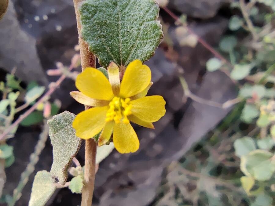 Melhania ovata flower