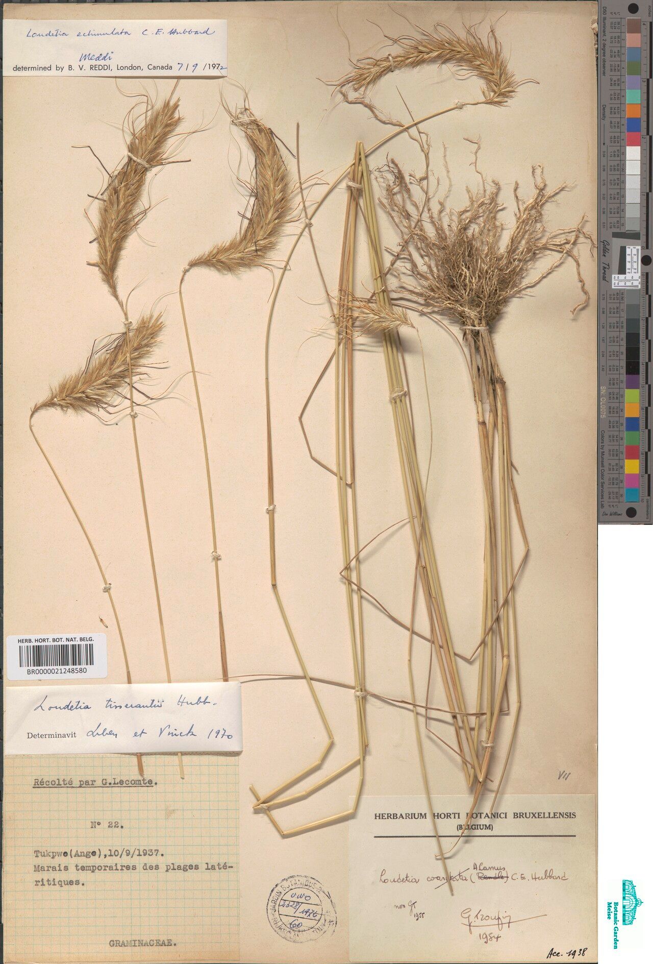 Loudetia echinulata — houseplant care guide