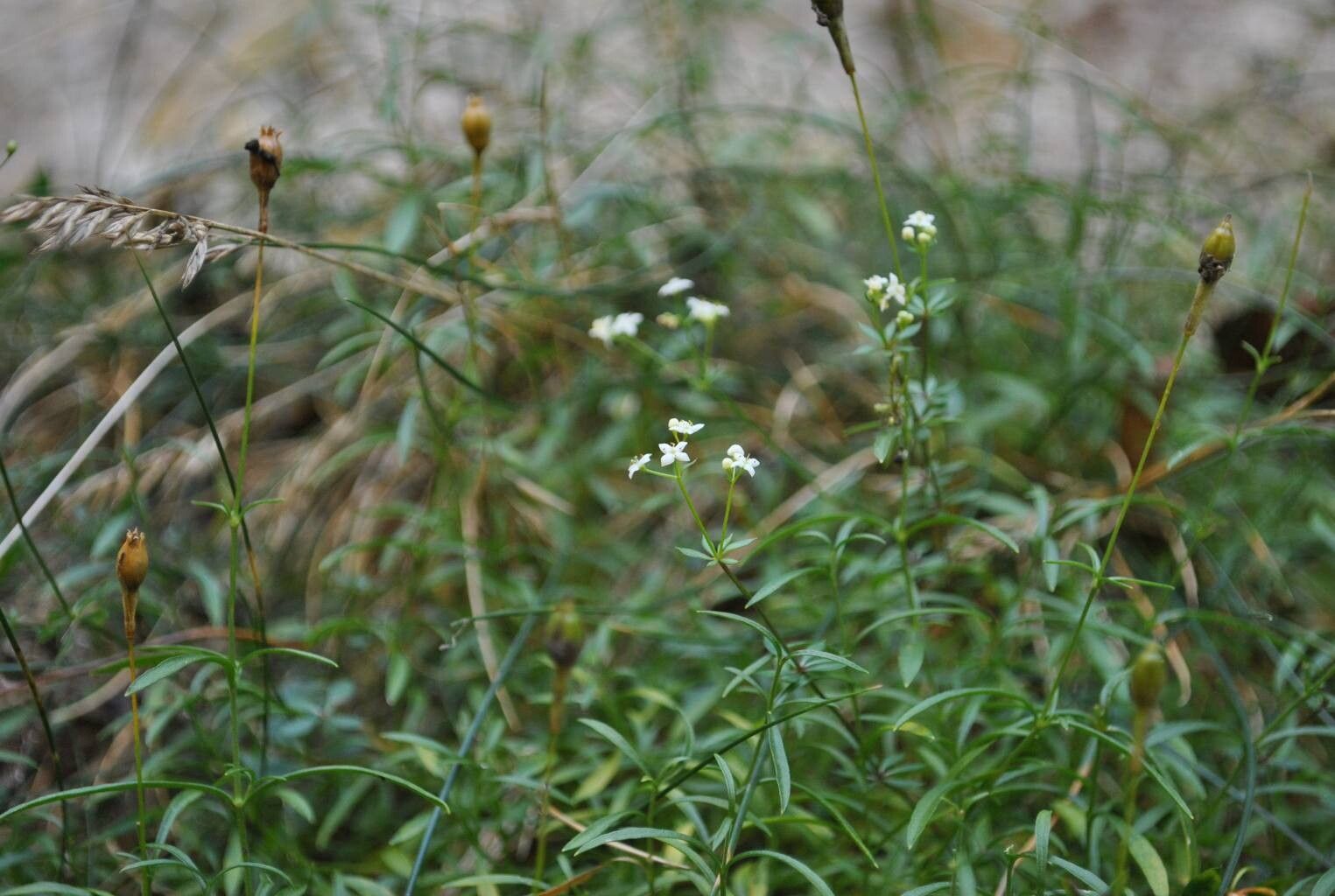 Galium estebanii leaf