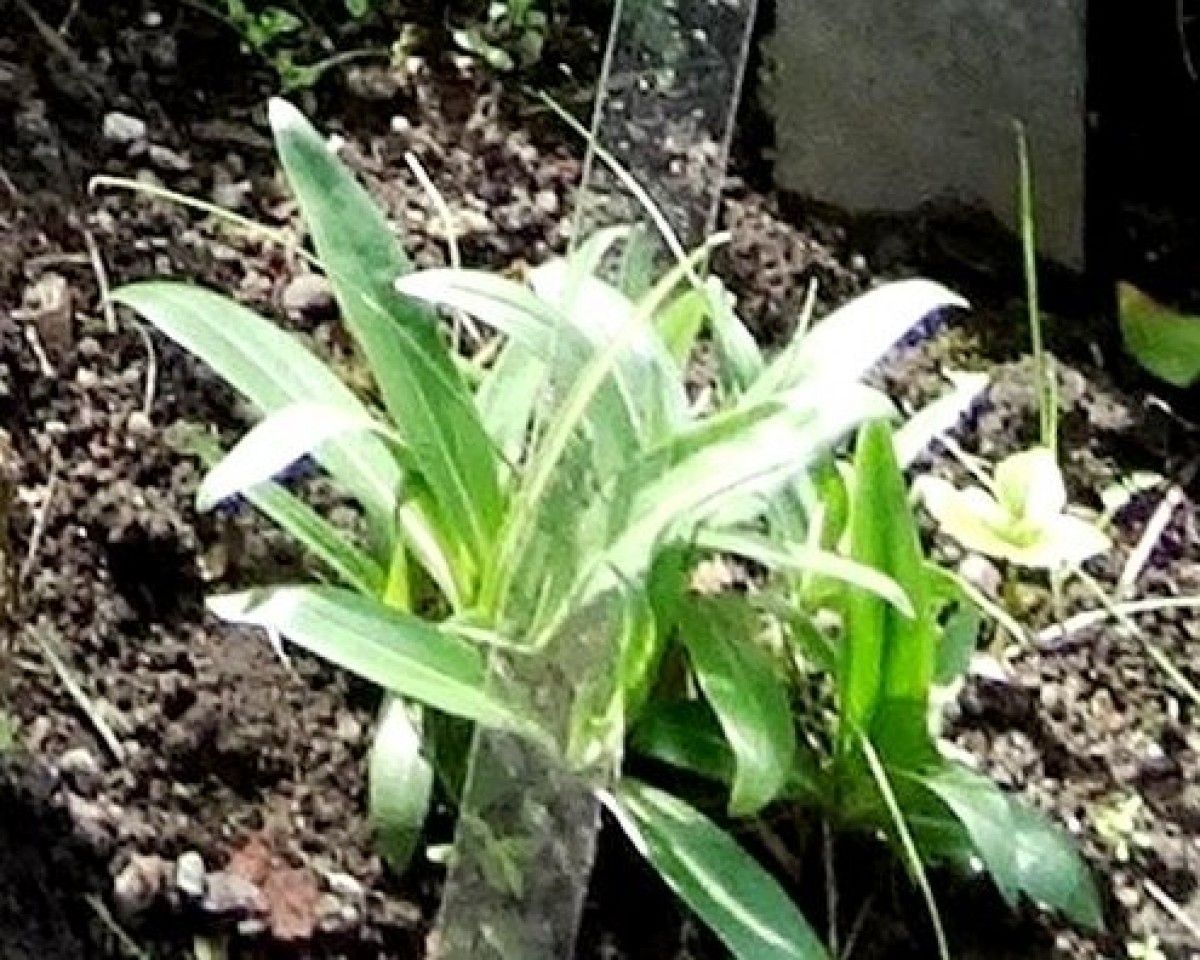 Gentiana dahurica leaf