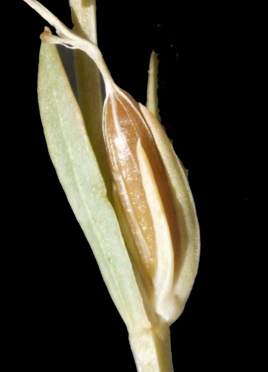 Schenkia spicata fruit