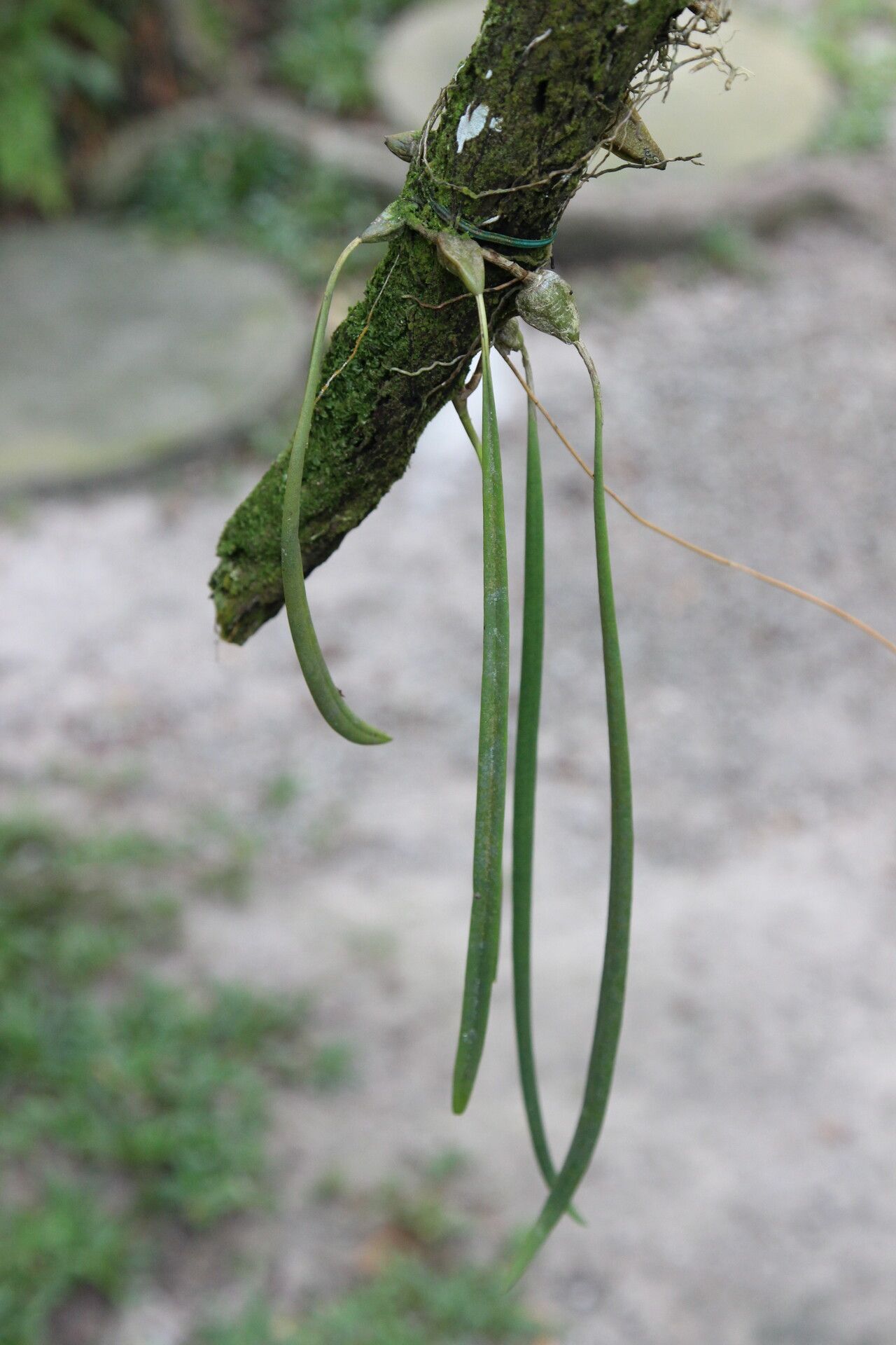 Bulbophyllum pauwelsianum habit