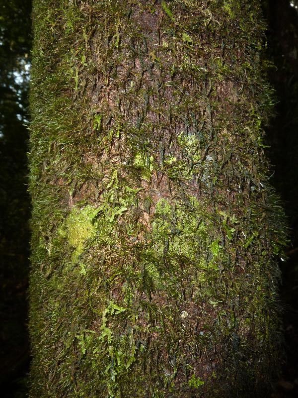 Matayba laevigata bark