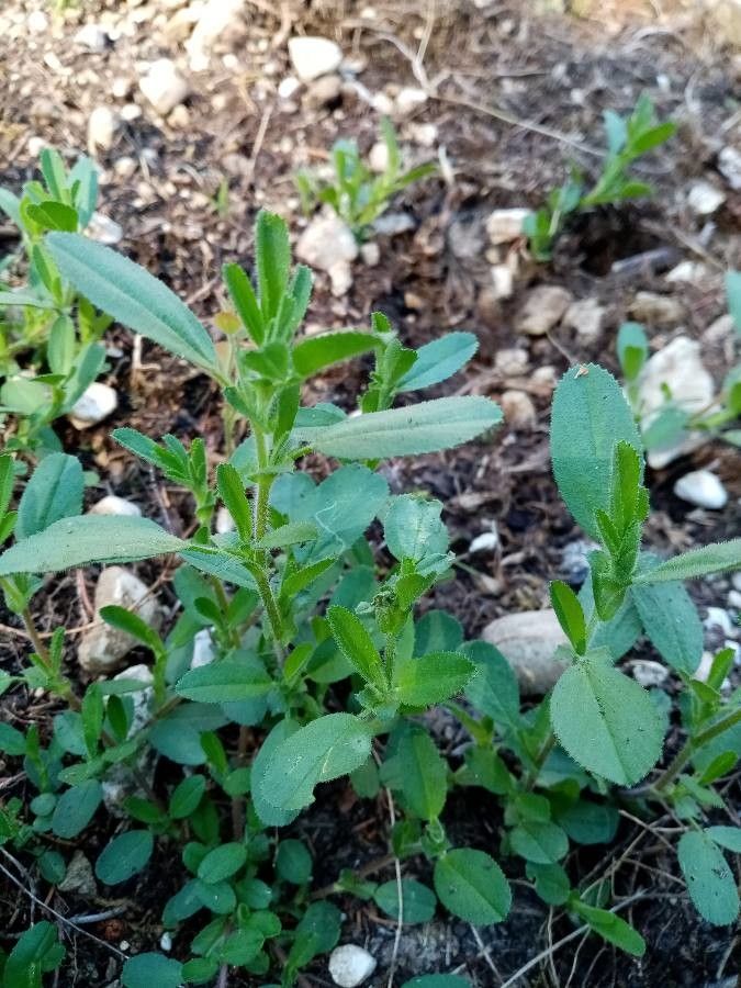 Ononis viscosa fruit