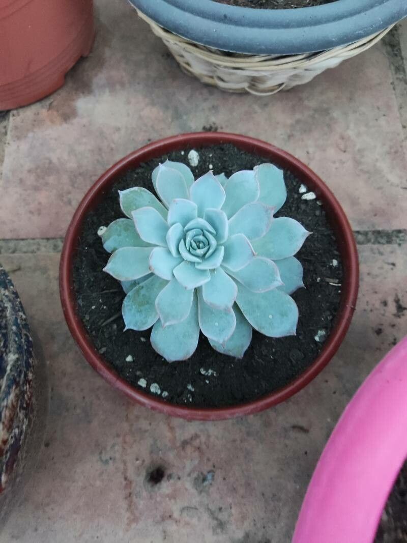 Echeveria cante — search result for 'Echeveria'