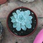 Echeveria cante