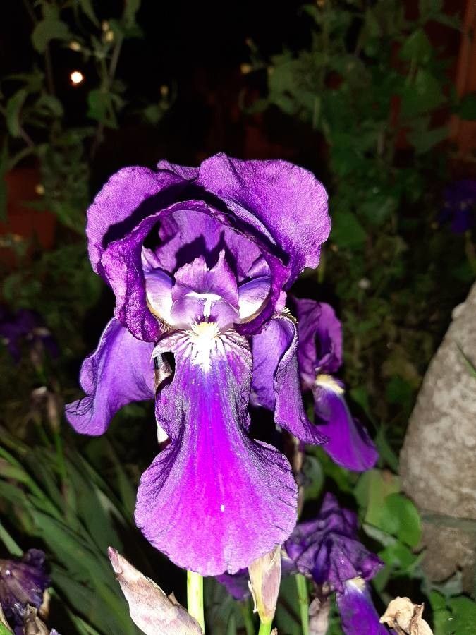 Iris pumila flower