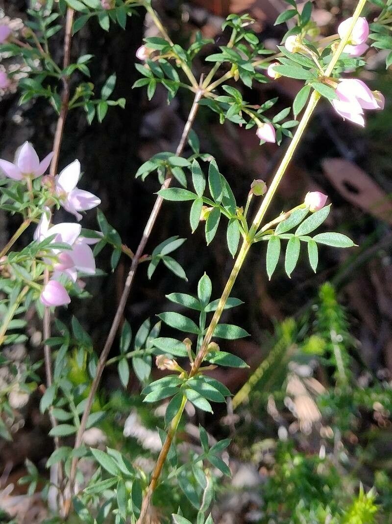 Boronia floribunda — related species from the same genus